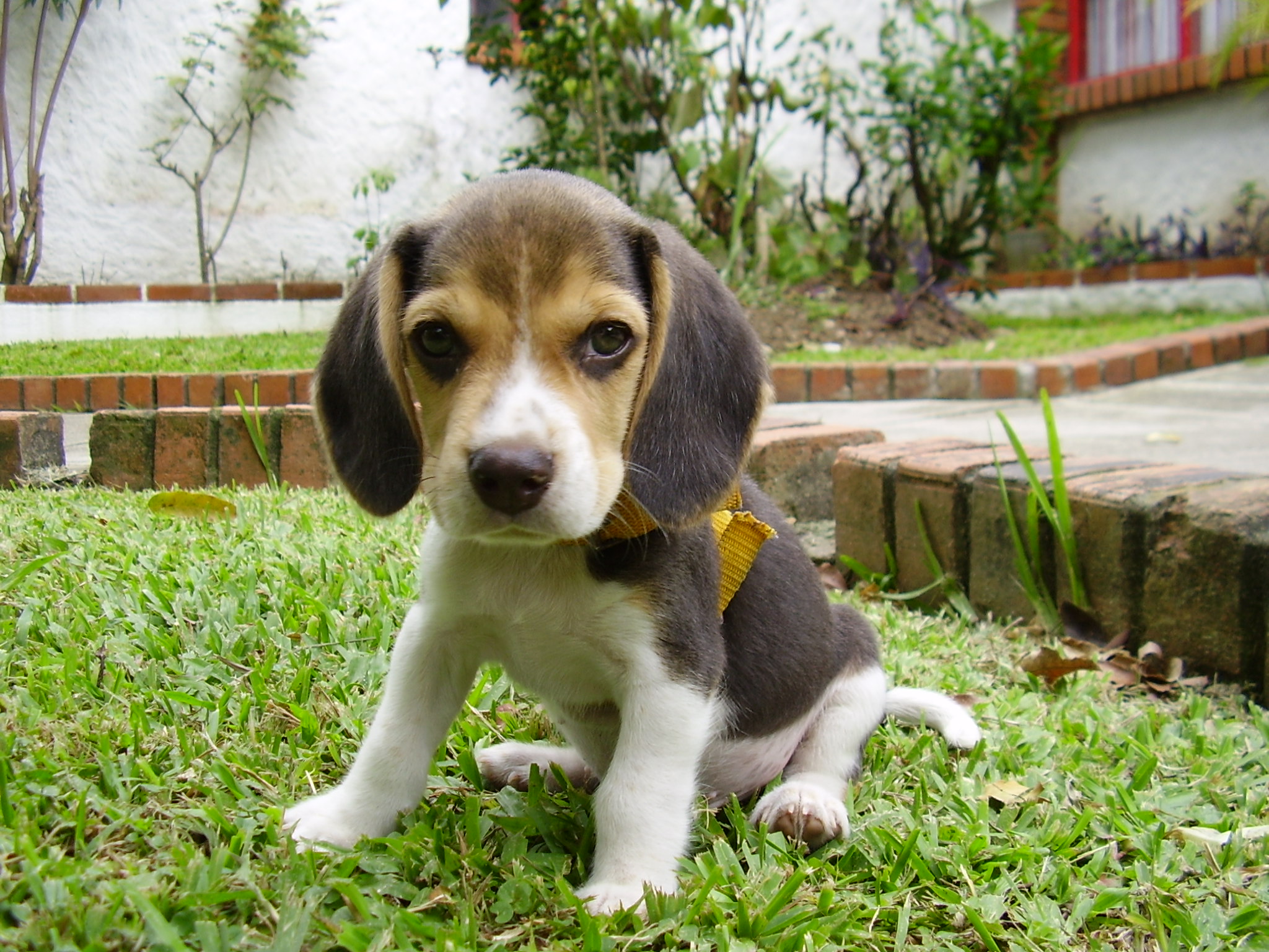 Beagle puppy sitting on grass