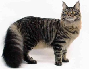 esposizione-felina-padova